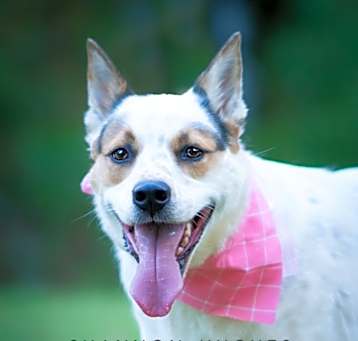 Photo of Dot aka Koda