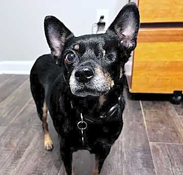 Photo of Calisto