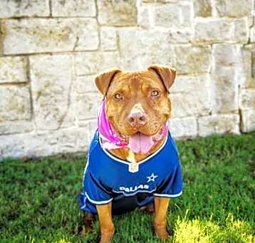 Photo of Nova