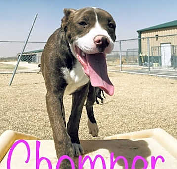 Photo of Chomper