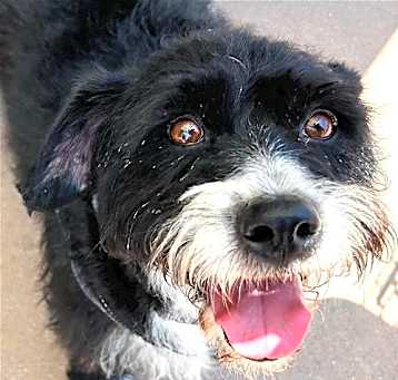 Photo of OREO