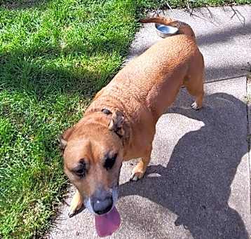 Photo of Dixie