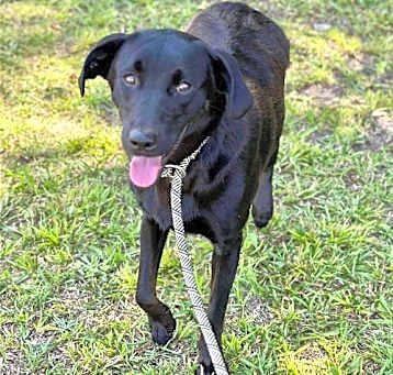 Photo of Shep