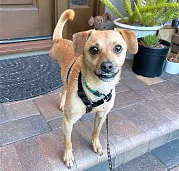Photo of Jackson the Tripod