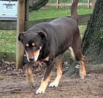 Photo of Pippin