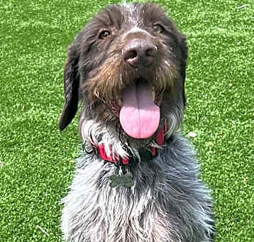 Photo of Otto