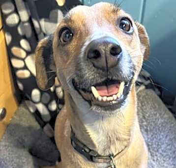 Photo of Tinsel (Courtesy Post)