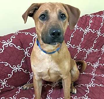 Photo of Scooby (Hound Boy)