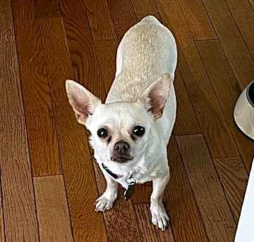 Photo of Pickles