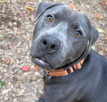 Photo of PupPup