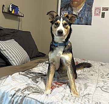 Photo of Nala