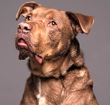 Photo of Roscoe-SPONSOR ME!