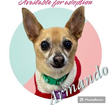 Photo of Armando