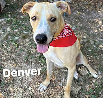 Photo of Denver