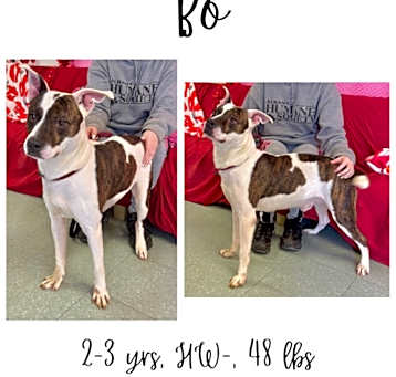 Photo of Bo