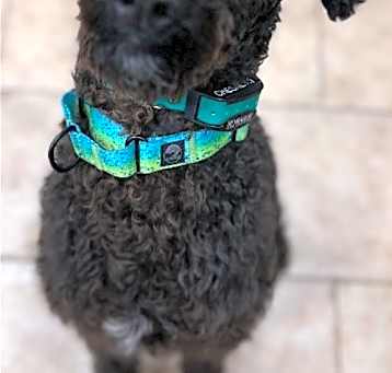 Photo of CHESNEY (COURTESY POST)