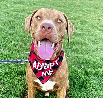 Photo of Milo