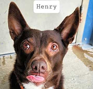 Photo of Henry