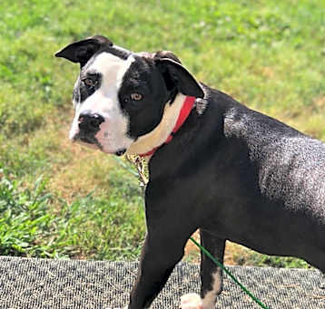 Photo of Lady