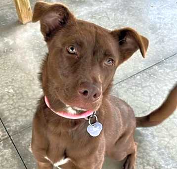 Photo of Maximus - LAFAYETTE, IN