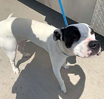 Photo of Deacon