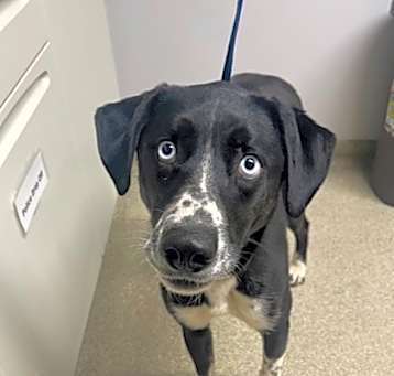 Photo of Blue (Briggs)