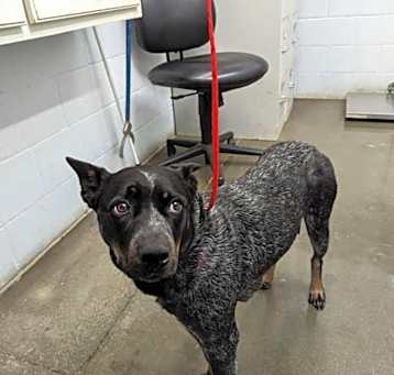 Photo of Aggie
