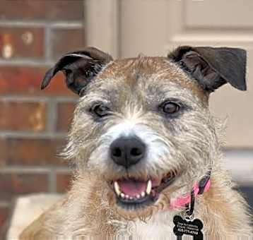 Photo of Roxie