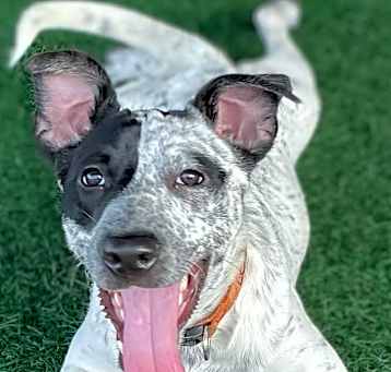 Photo of RYDER
