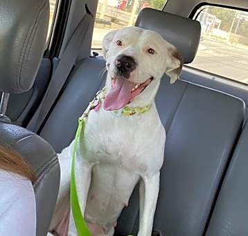 Photo of Sweet Pea