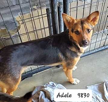 Photo of Adele