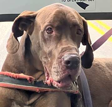 Photo of SCOOBY