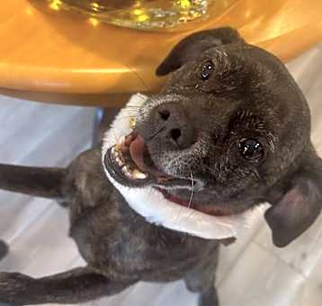 Photo of Frankie