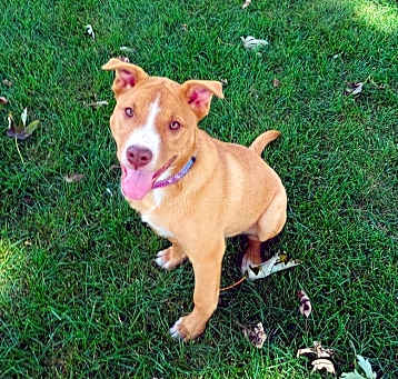 Photo of Fauna (Iowa)