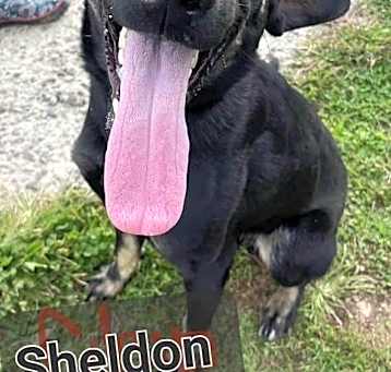 Photo of Sheldon