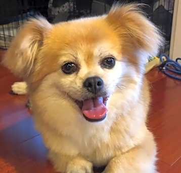 Photo of Sugar