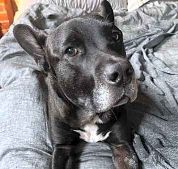 Photo of Maximillian