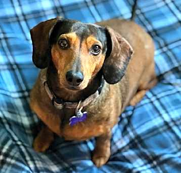 Photo of Veener
