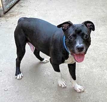 Photo of Kobie