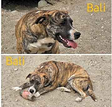 Photo of Bali