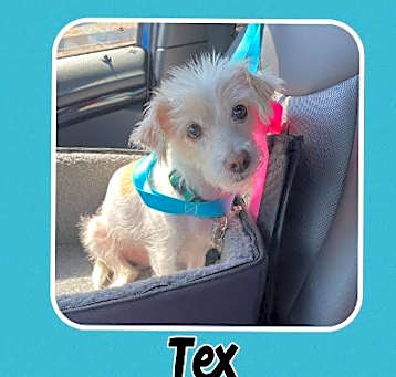 Photo of Tex