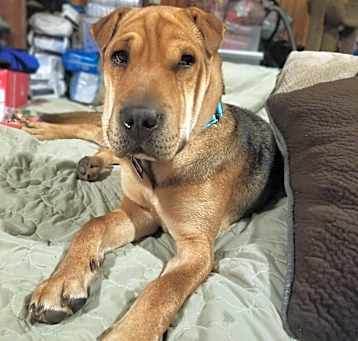 Photo of Mable