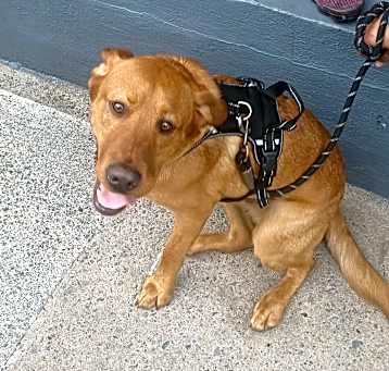 Photo of Gunzo