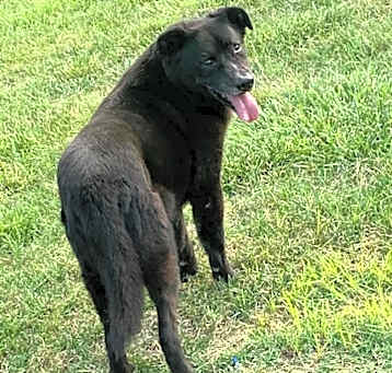 Photo of Black Jack