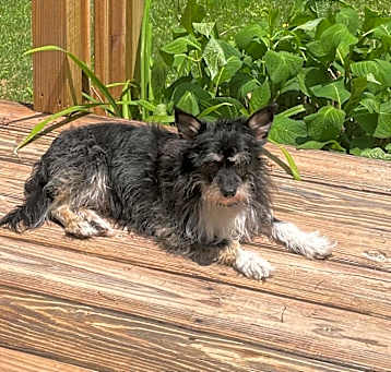 Photo of Chinto
