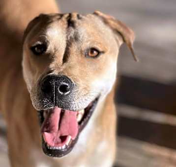 Photo of Bruno