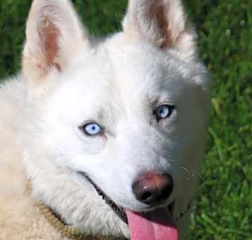 Photo of Blanco