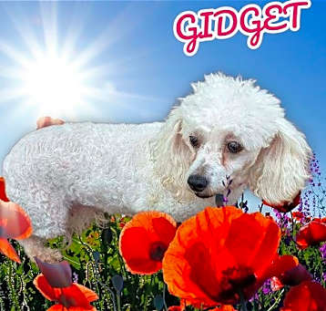 Photo of Gidget