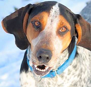 Photo of Henrietta Hound