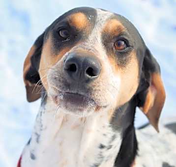 Photo of Halle Hound